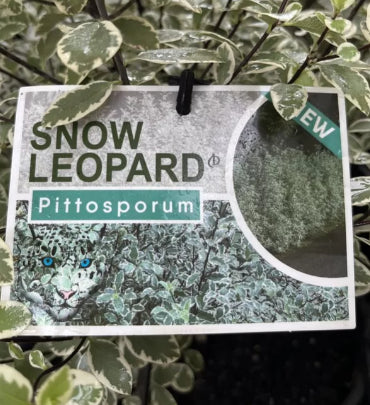 Pittosporum tenuifolium Snow Leopard