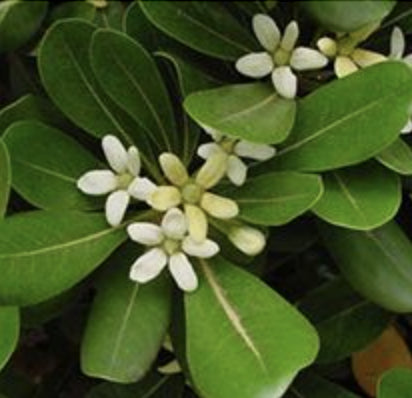 Japanese Pittosporum