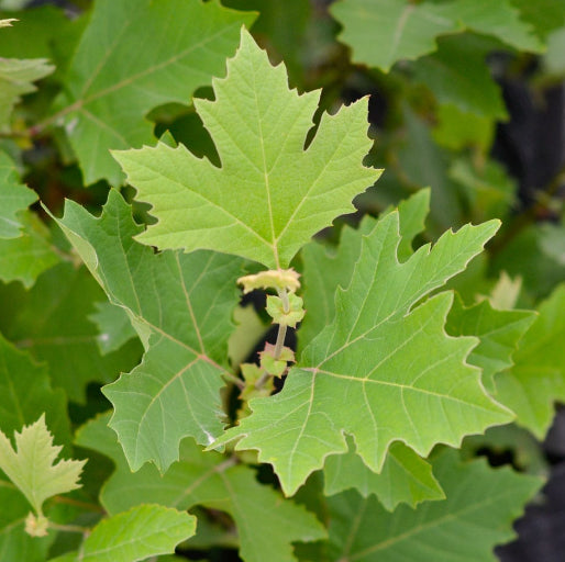 Platanus x acerifolia London Plane Tree