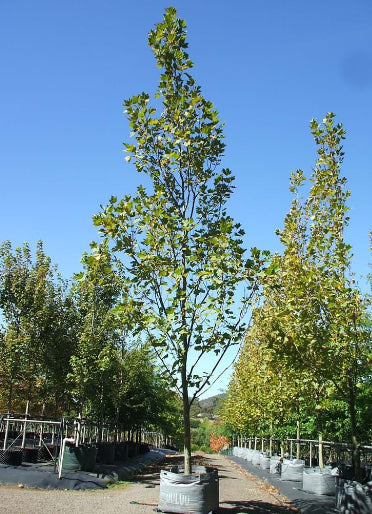 Platanus x acerifolia London Plane Tree