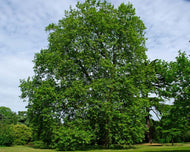 Platanus x hispanica