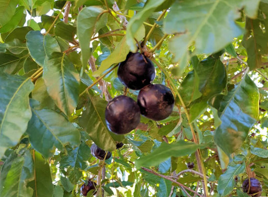 Pleiogynium timorense Burdekin Plum Tucker Bush