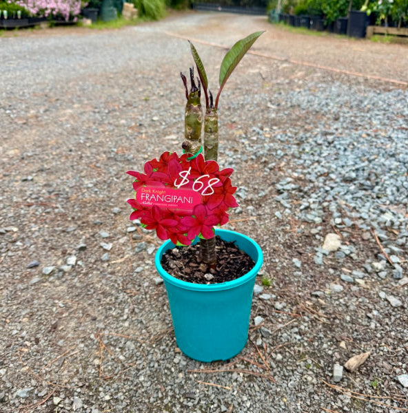 Plumeria Aloha Dark Knight  {Frangipani}