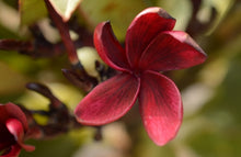 Load image into Gallery viewer, Plumeria Aloha Dark Knight  {Frangipani}
