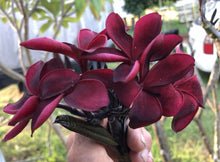 Load image into Gallery viewer, Plumeria Aloha Dark Knight  {Frangipani}

