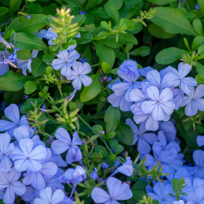 Plumbago auriculata Royal Cape