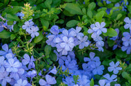 Plumbago auriculata Royal Cape