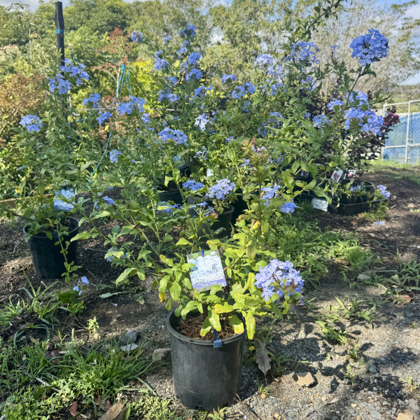 Plumbago auriculata Royal Cape