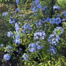 Load image into Gallery viewer, Plumbago auriculata Royal Cape
