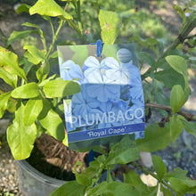 Load image into Gallery viewer, Plumbago auriculata Royal Cape
