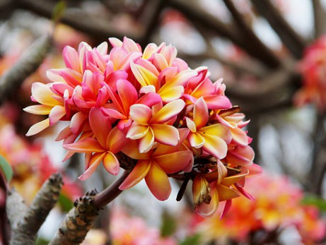 Plumeria rubra acutifolia Tricolour