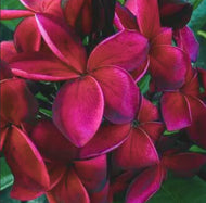 Plumeria rubra Blood Red
