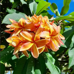 Plumeria rubra Fruit Salad
