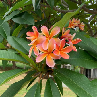 Plumeria rubra Fruit Salad