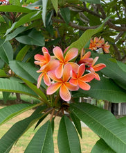 Load image into Gallery viewer, Plumeria rubra Fruit Salad
