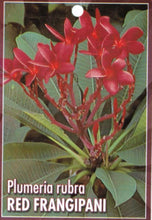 Load image into Gallery viewer, Plumeria rubra Red
