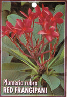 Plumeria rubra Red