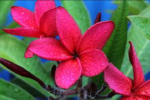 Load image into Gallery viewer, Plumeria rubra Red
