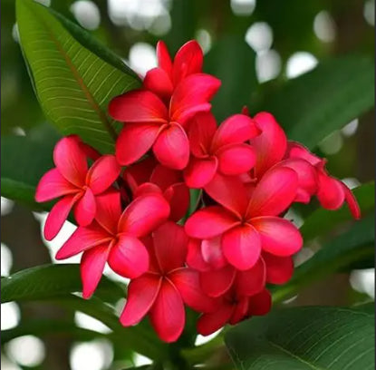 Plumeria rubra Red