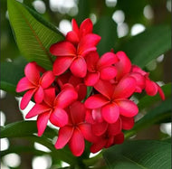 Plumeria rubra Red