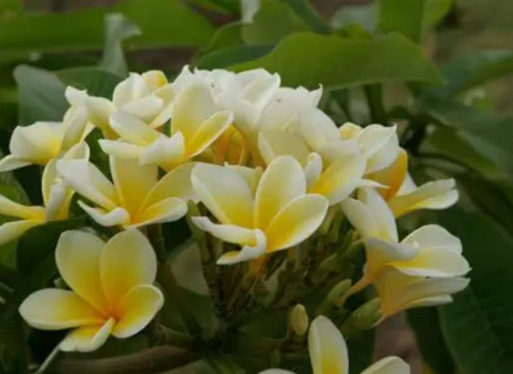 Plumeria Bali Palace