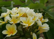 Plumeria Bali Palace