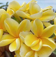 Plumeria Bowen Yellow