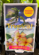 Plumeria Tropical Mango Delight Frangipani
