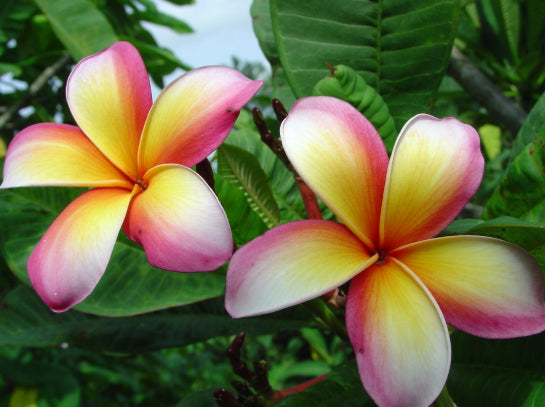 Plumeria Tropical Mango Delight Frangipani