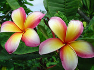 Plumeria Tropical Mango Delight Frangipani