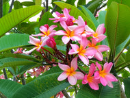 Plumeria Perth Pink Frangipani