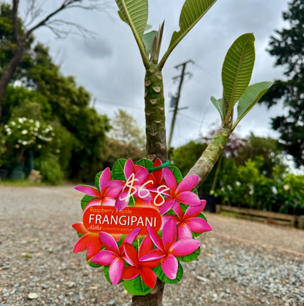 Plumeria spp. Raspberry Royale Frangipani