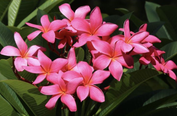 Plumeria spp. Raspberry Royale Frangipani