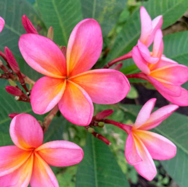 Plumeria WA Sunset