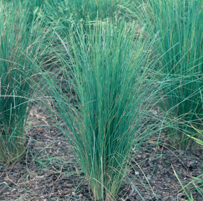 Poa spp. Ozbreed Eskdale Blue™