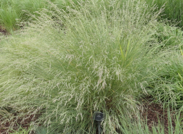 Poa poiformis – Mountain View Nursery