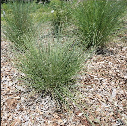 Poa Rustic™ Ozbreed PBR