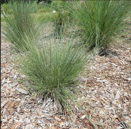 Poa Rustic™ Ozbreed PBR