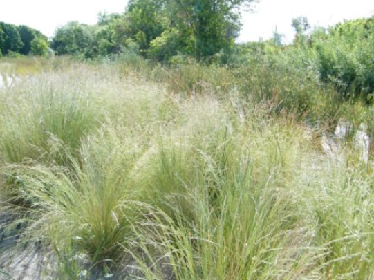 Poa sieberiana
