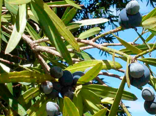 Podocarpus elatus – Mountain View Nursery