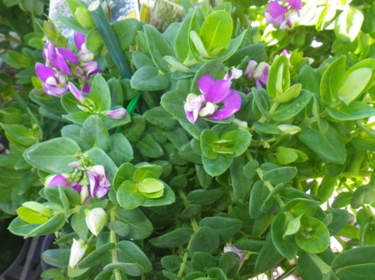 Polygala dalmaisiana Dazzler