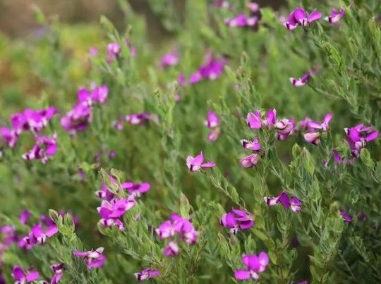 Polygala dalmaisiana Dazzler