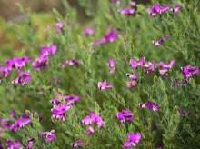 Load image into Gallery viewer, Polygala dalmaisiana Dazzler
