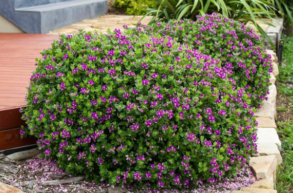 Polygala Little Polly