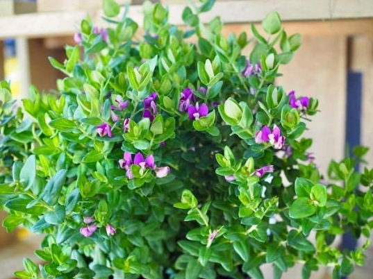 Polygala Little Polly