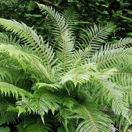 Polystichum proliferum Mother Shield