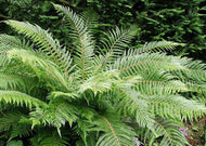 Polystichum proliferum