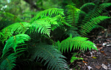 Load image into Gallery viewer, Polystichum proliferum Mother Shield
