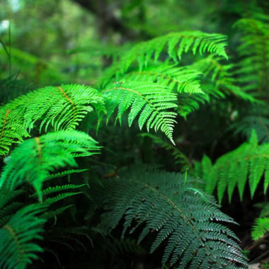 Polystichum proliferum Mother Shield