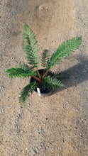 Load image into Gallery viewer, Polystichum proliferum Mother Shield
